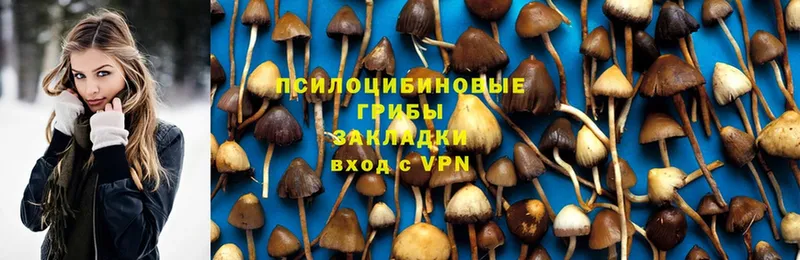 Псилоцибиновые грибы Psilocybe  мориарти как зайти  Отрадная 